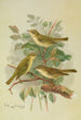 Phylloscopus viridanus nitidus borealis - Johann Friedrich Naumann — weergave van het kunstwerk