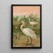Platalea leucorodia - Johann Friedrich Naumann — ingelijst kunstwerk aan de muur