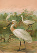 Platalea leucorodia - Johann Friedrich Naumann — weergave van het kunstwerk