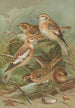 Plectrophenax nivalis Calcarius lapponicus - Johann Friedrich Naumann — weergave van het kunstwerk