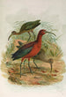 Plegadis falcinellus - Johann Friedrich Naumann — weergave van het kunstwerk