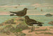 Procellaria pelagica Oceanites oceanicus - Johann Friedrich Naumann — weergave van het kunstwerk