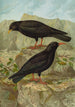 Pyrrhocorax pyrrhocorax Pyrrhocorax graculus - Johann Friedrich Naumann — weergave van het kunstwerk