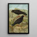 Pyrrhocorax pyrrhocorax Pyrrhocorax graculus - Johann Friedrich Naumann — ingelijst kunstwerk aan de muur
