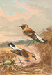 Saxicola stapazina Saxicola aurita - Johann Friedrich Naumann — weergave van het kunstwerk