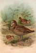 Scolopax rusticula - Johann Friedrich Naumann — weergave van het kunstwerk
