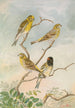Serinus serinus Serinus pusillus - Johann Friedrich Naumann — weergave van het kunstwerk