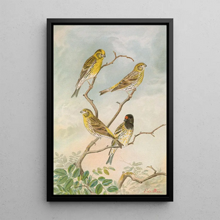 Johann Friedrich Naumann - Serinus serinus Serinus pusillus.webp