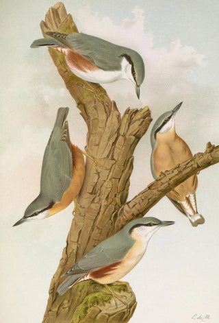 Johann Friedrich Naumann - Sitta europaea caesia Sitta europaea L.webp