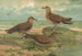 Stercorarius parasiticus Stercorarius pomarinus Grote jager Kunstdruk Stercorarius longicaudus Vieill - Johann Friedrich Naumann — weergave van het kunstwerk