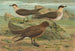 van Stercorarius parasiticus, Stercorarius skua, Brünn, Stercorarius pomarinus, Moyen labbe - Johann Friedrich Naumann — weergave van het kunstwerk