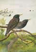 Sturnus vulgaris - Johann Friedrich Naumann — weergave van het kunstwerk
