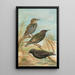 Sturnus vulgaris Sturnus vulgaris Menzbieri Sturnus unicolor Marmora - Johann Friedrich Naumann — ingelijst kunstwerk aan de muur