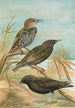 Sturnus vulgaris Sturnus vulgaris Menzbieri Sturnus unicolor Marmora - Johann Friedrich Naumann — weergave van het kunstwerk