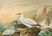 Fou de Bassan - Johann Friedrich Naumann — weergave van het kunstwerk