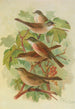 Sylvia curruca sylvia simplex - Johann Friedrich Naumann — weergave van het kunstwerk