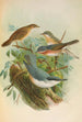 Sylvia subalpina Bonelli Cisticola cisticola Sitta Neumayeri Michah - Johann Friedrich Naumann — weergave van het kunstwerk