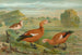 Tadorne casarca - Johann Friedrich Naumann — weergave van het kunstwerk