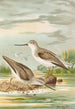 Terekia cinerea - Johann Friedrich Naumann — weergave van het kunstwerk