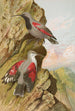 Tichodroma muraria - Johann Friedrich Naumann — weergave van het kunstwerk