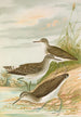 Totanus ochropus Totanus glareola Tringoides hypoleucus - Johann Friedrich Naumann — weergave van het kunstwerk