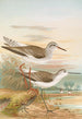 Totanus totanus Totanus stagnatilis Bechst - Johann Friedrich Naumann — weergave van het kunstwerk