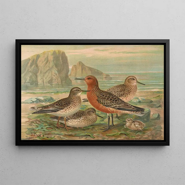 Johann Friedrich Naumann - Tringa canutus Tringa maritima.webp
