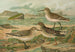 Tringa canutus Tringa subarcuata Tringa maritima Brunn - Johann Friedrich Naumann — weergave van het kunstwerk