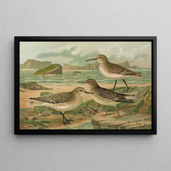 Johann Friedrich Naumann - Tringa canutus Tringa subarcuata Tringa maritima Brunn.webp