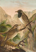 Turdus atrigularis - Johann Friedrich Naumann — weergave van het kunstwerk