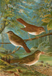 Turdus fuscescens Turdus pallassii Turdus swainsonii - Johann Friedrich Naumann — weergave van het kunstwerk