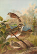 Turdus iliacus - Johann Friedrich Naumann — weergave van het kunstwerk