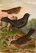Turdus merula - Johann Friedrich Naumann — weergave van het kunstwerk