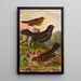 Turdus merula - Johann Friedrich Naumann — ingelijst kunstwerk aan de muur