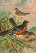 Turdus migratorius - Johann Friedrich Naumann — weergave van het kunstwerk