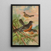 Turdus migratorius - Johann Friedrich Naumann — ingelijst kunstwerk aan de muur
