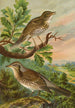 Turdus musicus Turdus pilaris - Johann Friedrich Naumann — weergave van het kunstwerk