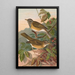 Turdus obscurus - Johann Friedrich Naumann — ingelijst kunstwerk aan de muur