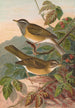 Turdus obscurus - Johann Friedrich Naumann — weergave van het kunstwerk
