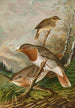 Turdus ruficollis - Johann Friedrich Naumann — weergave van het kunstwerk