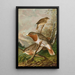 Turdus ruficollis - Johann Friedrich Naumann — ingelijst kunstwerk aan de muur
