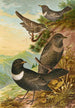 Turdus torquatus - Johann Friedrich Naumann — weergave van het kunstwerk