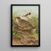 Turdus viscivorus Turdus atrigularis - Johann Friedrich Naumann — ingelijst kunstwerk aan de muur