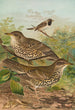 Turdus viscivorus Turdus atrigularis - Johann Friedrich Naumann — weergave van het kunstwerk