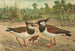 Vanellus vanellus - Johann Friedrich Naumann — weergave van het kunstwerk