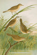 crocephalus streperus streperus horticolus palustris palustris fruticolus - Johann Friedrich Naumann — weergave van het kunstwerk
