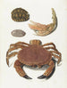 Een krab, een krabbepincet en twee schildpaddenplaten - Johann Gustav Hoch — weergave van het kunstwerk