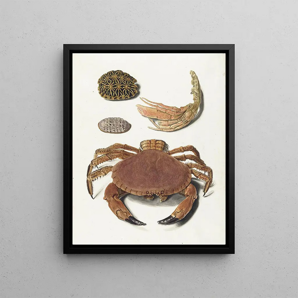 Johann Gustav Hoch - Een krab een schaar van een krab en twee schilden van schildpadden.webp