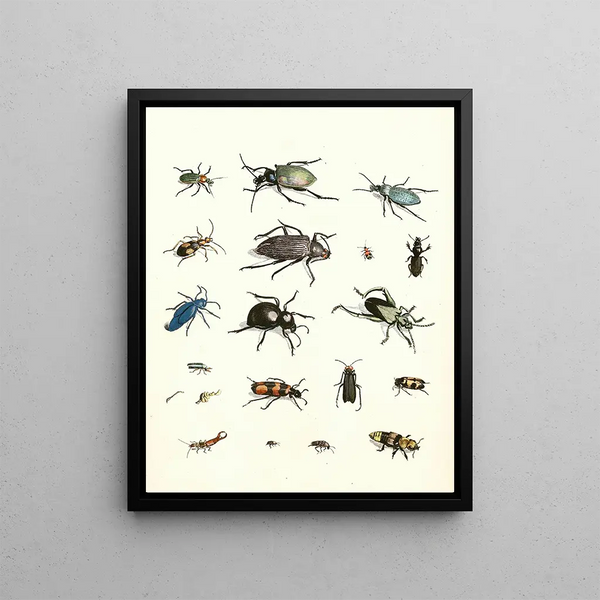 Johann Heinrich Sulzer - Dr Sulzers Short History of Insects Pl 07.webp