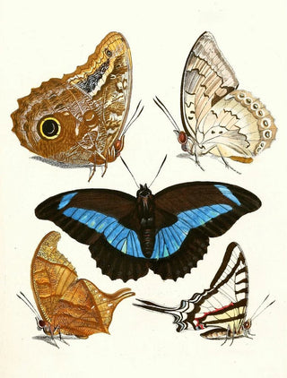 Johann Heinrich Sulzer - Dr Sulzers Short History of Insects Pl 13.webp